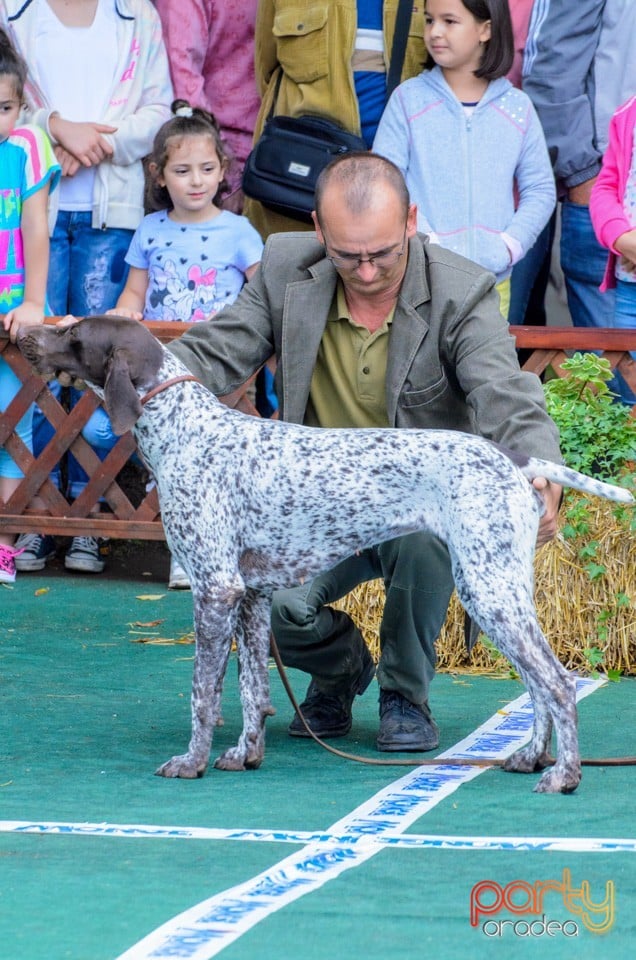 Expoziţie canină, Oradea