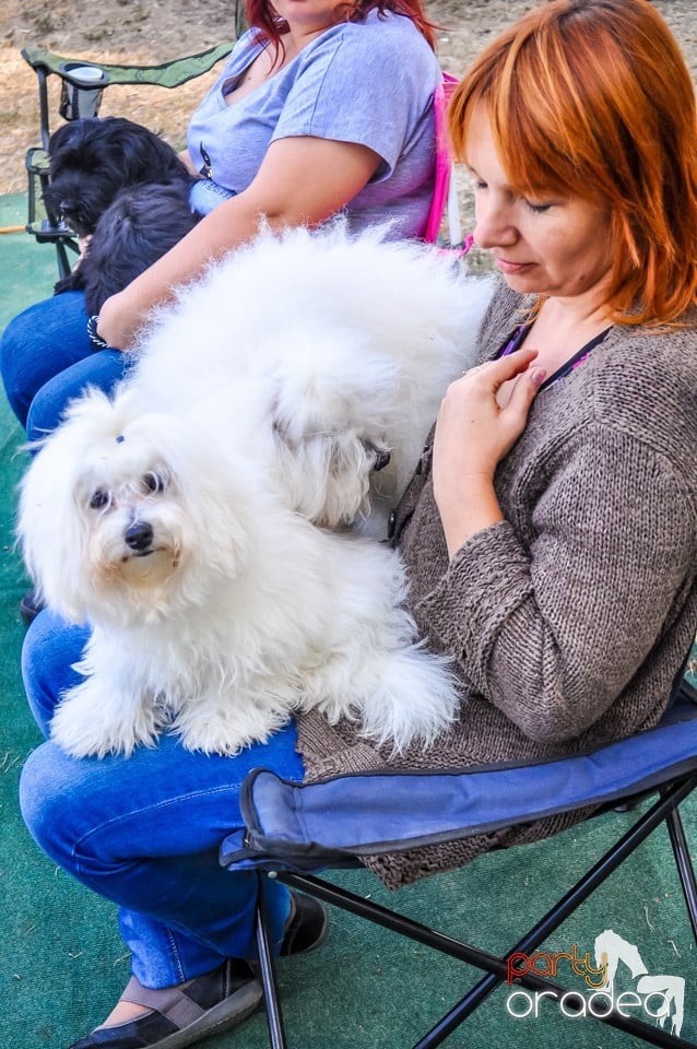 Expozitie canina, Oradea