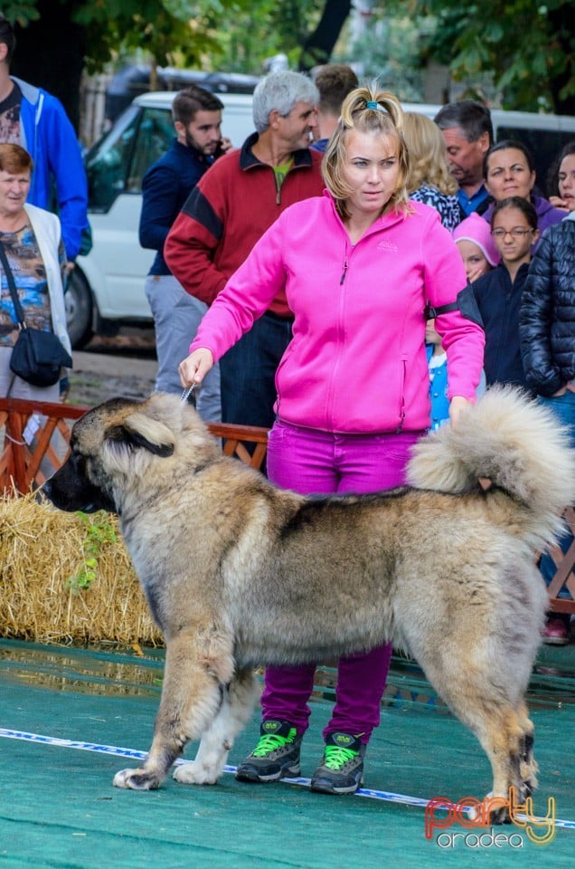 Expoziţie canină, Oradea