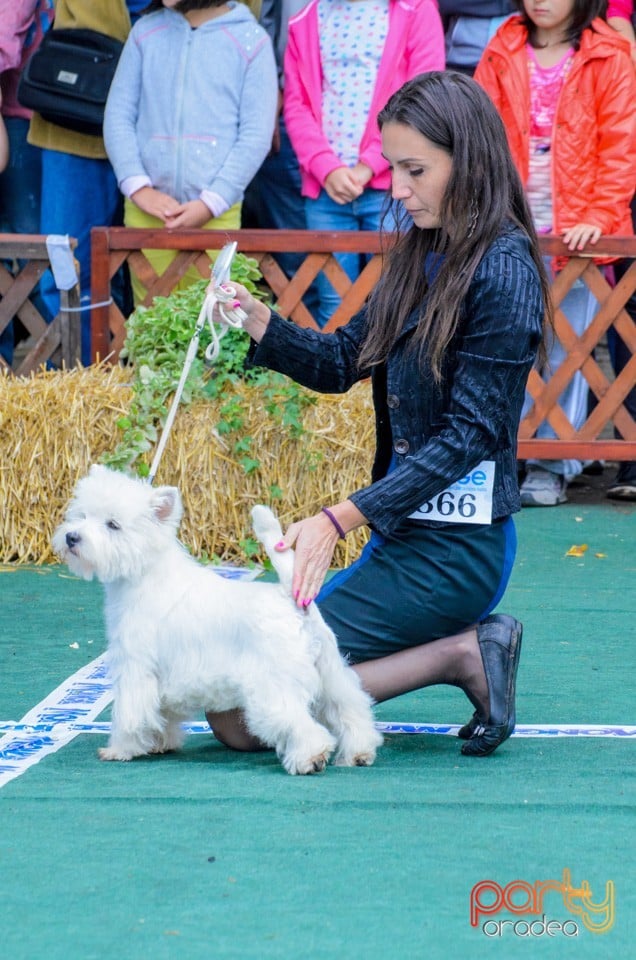 Expoziţie canină, Oradea