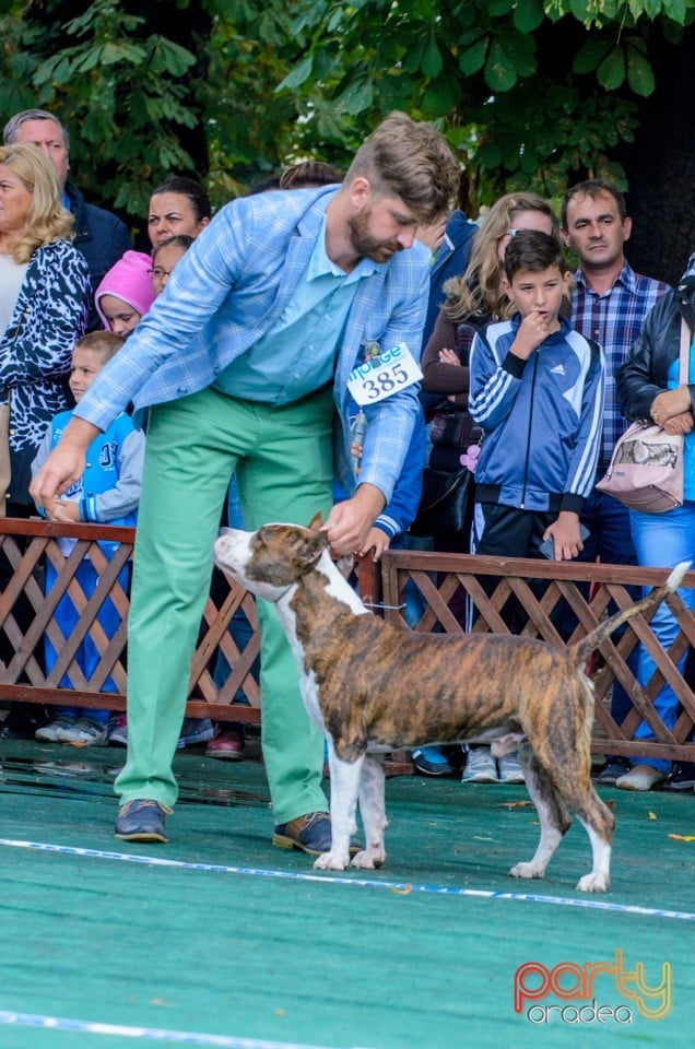 Expoziţie canină, Oradea