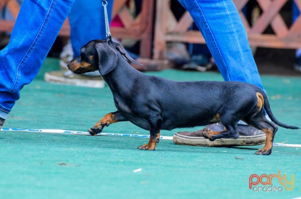 Expoziţie canină, Oradea