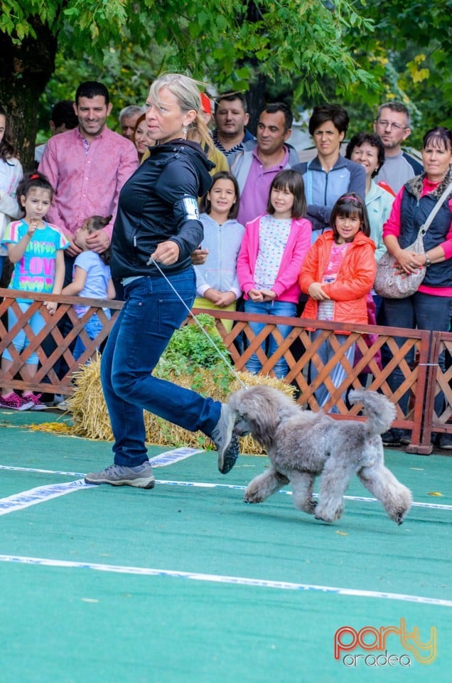 Expoziţie canină, Oradea