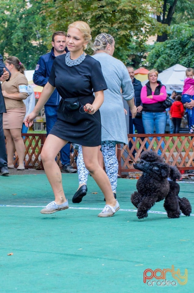 Expoziţie canină, Oradea