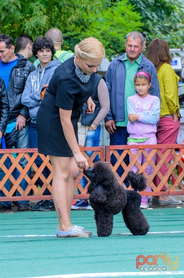 Expoziţie canină, Oradea