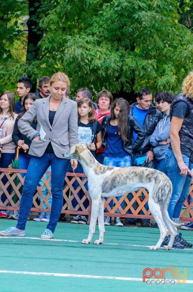 Expoziţie canină, Oradea