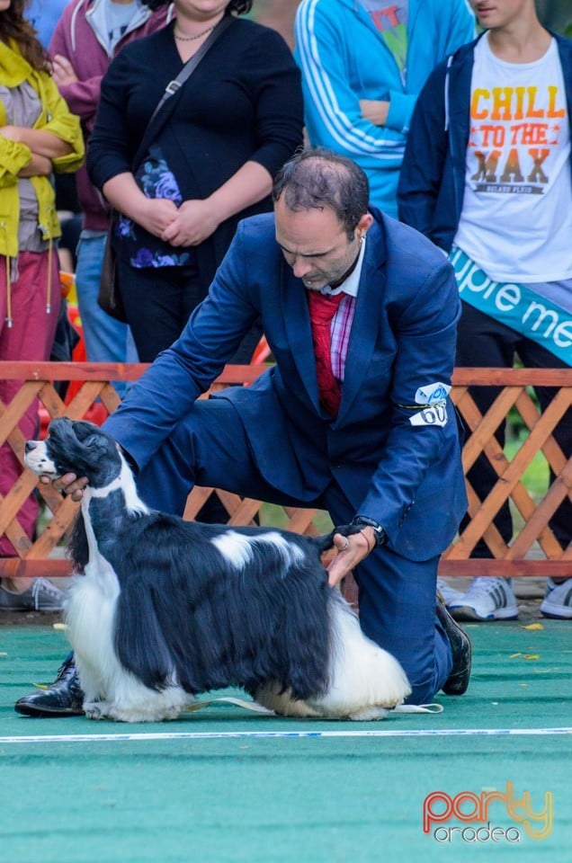 Expoziţie canină, Oradea