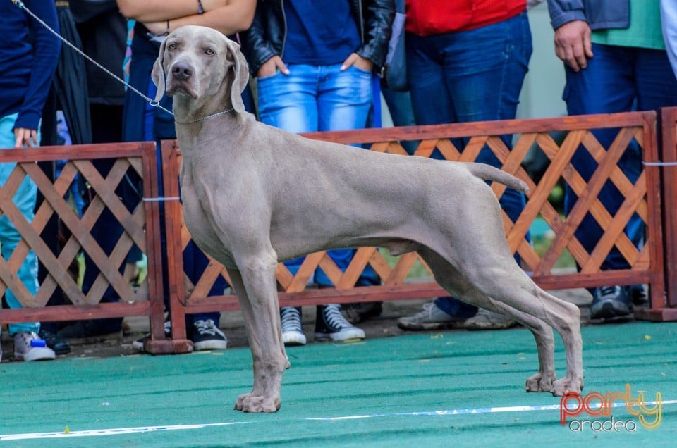 Expoziţie canină, Oradea