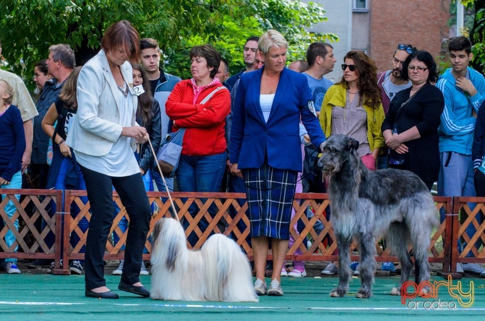 Expoziţie canină, Oradea