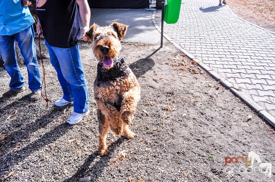 Expozitie canina, Oradea