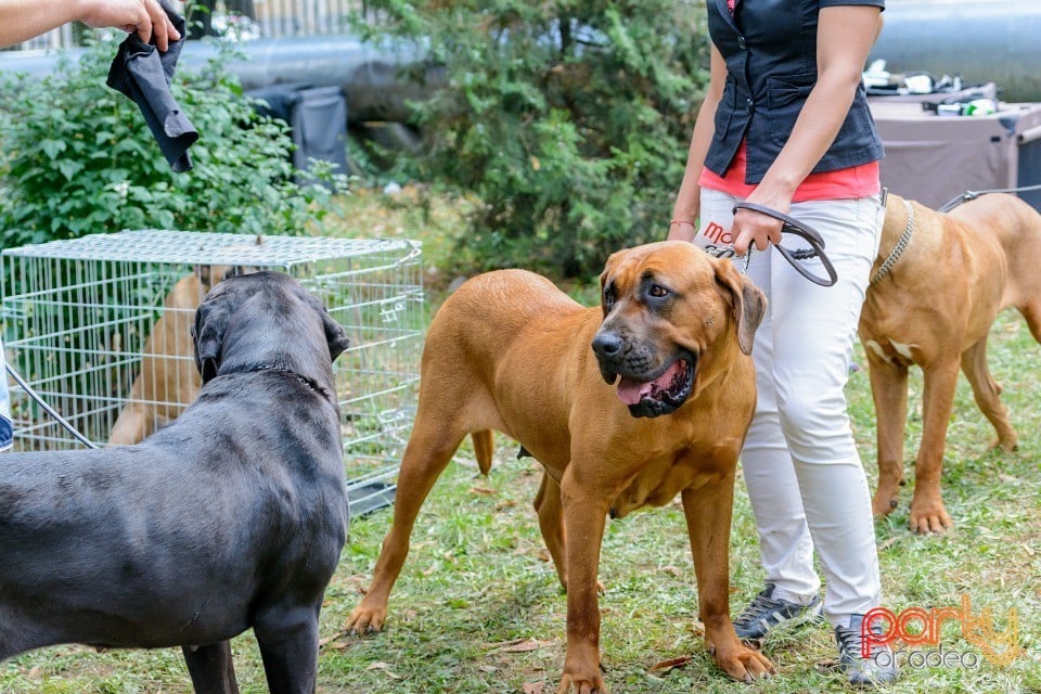 Expoziţie canină, Oradea