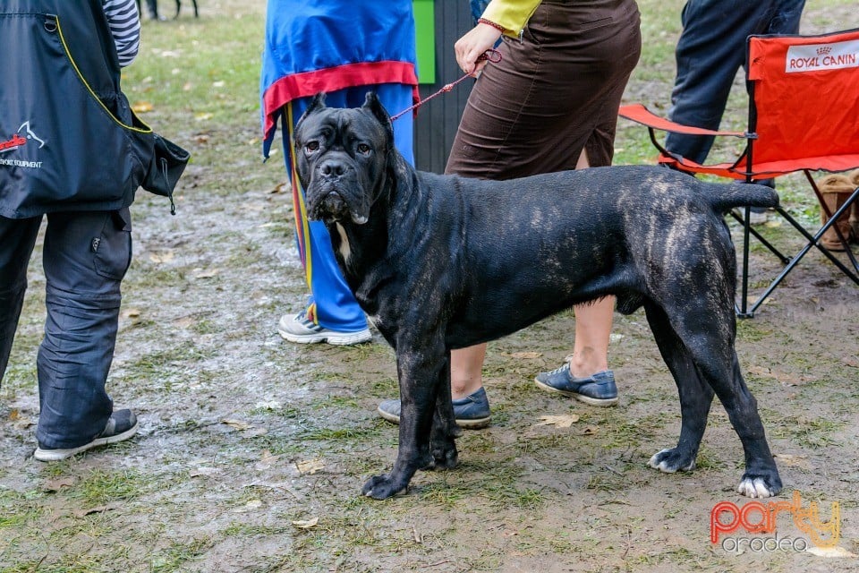 Expoziţie canină, Oradea