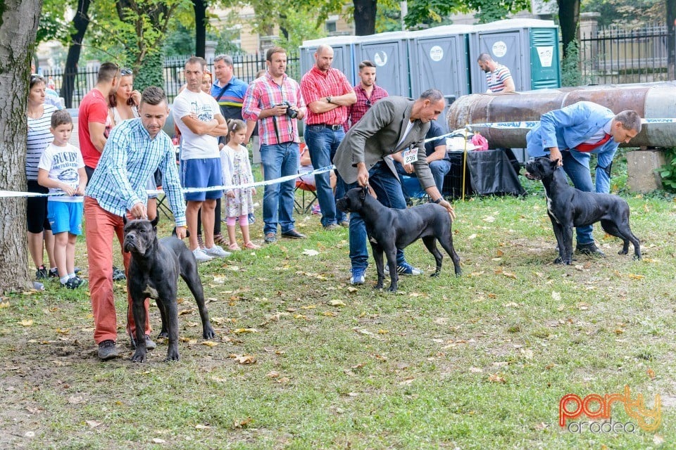 Expoziţie canină, Oradea