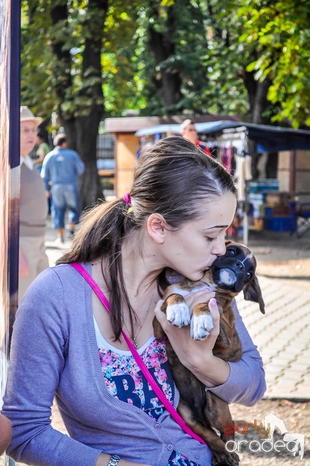 Expozitie canina, Oradea