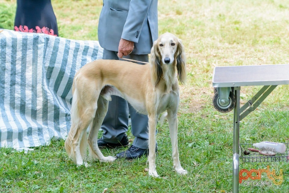 Expoziţie canină, Oradea