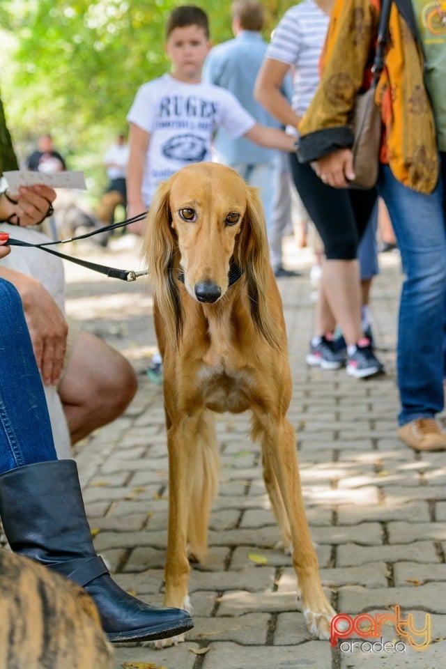 Expoziţie canină, Oradea