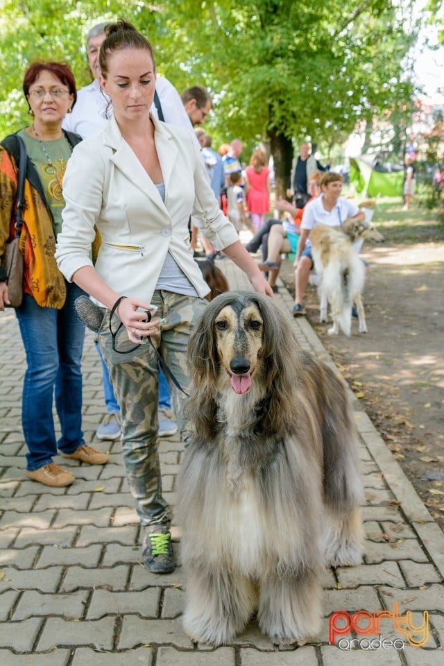 Expoziţie canină, Oradea