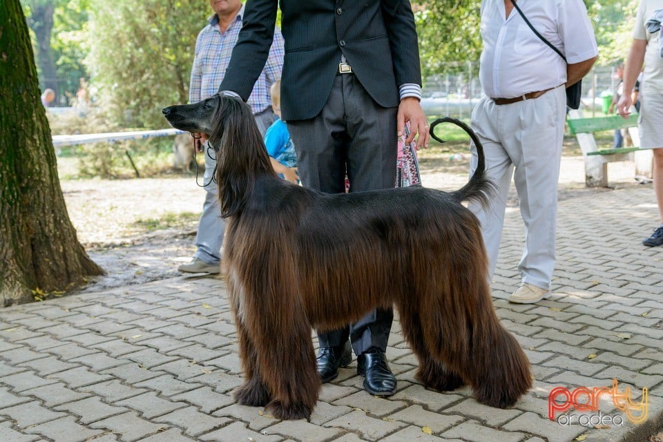 Expoziţie canină, Oradea