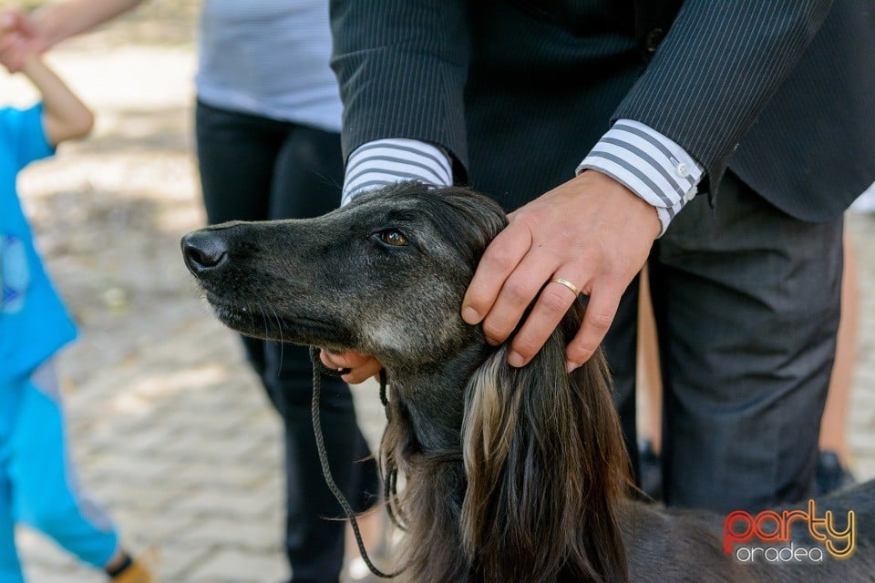 Expoziţie canină, Oradea