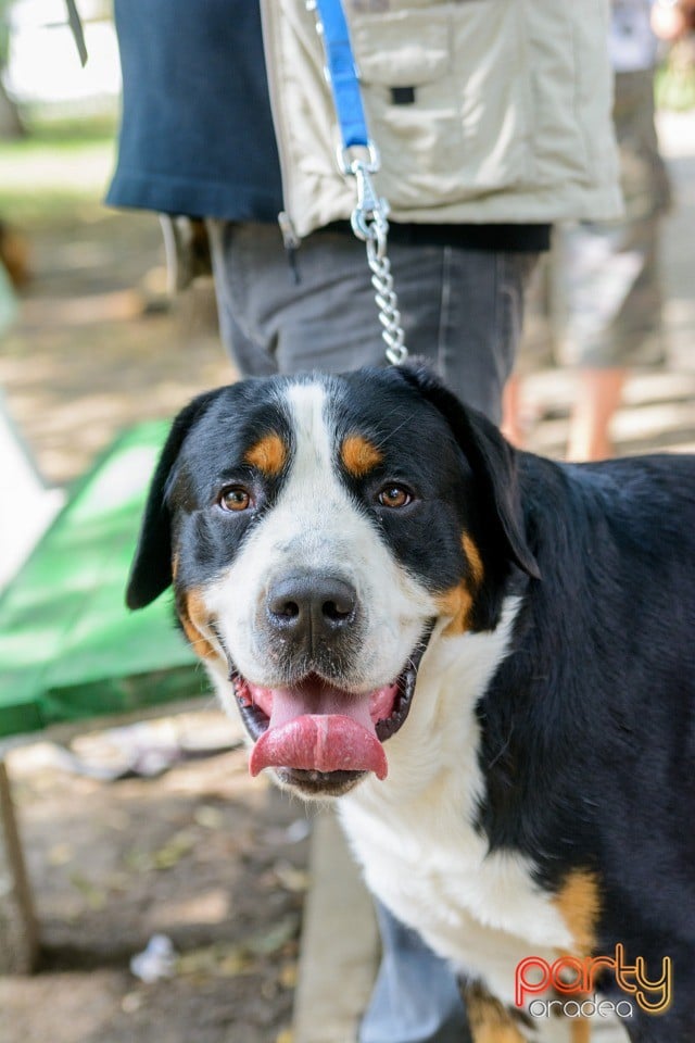 Expoziţie canină, Oradea