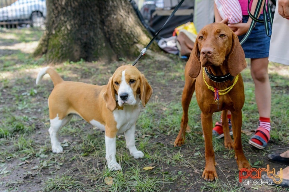 Expoziţie canină, Oradea