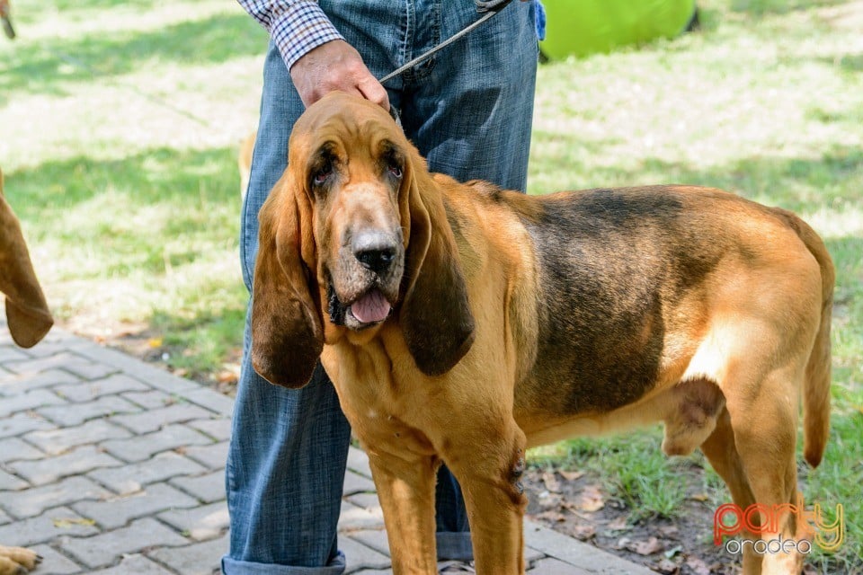 Expoziţie canină, Oradea