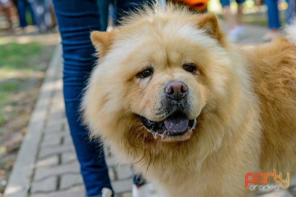 Expoziţie canină, Oradea