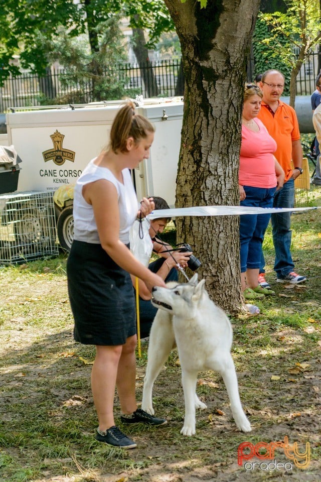 Expoziţie canină, Oradea