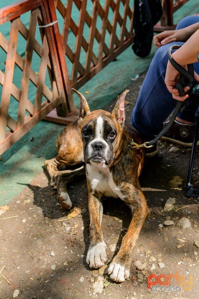 Expoziţie canină, Oradea