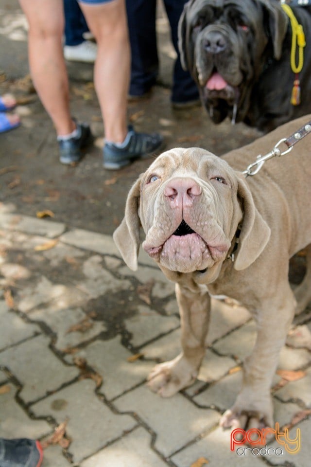 Expoziţie canină, Oradea