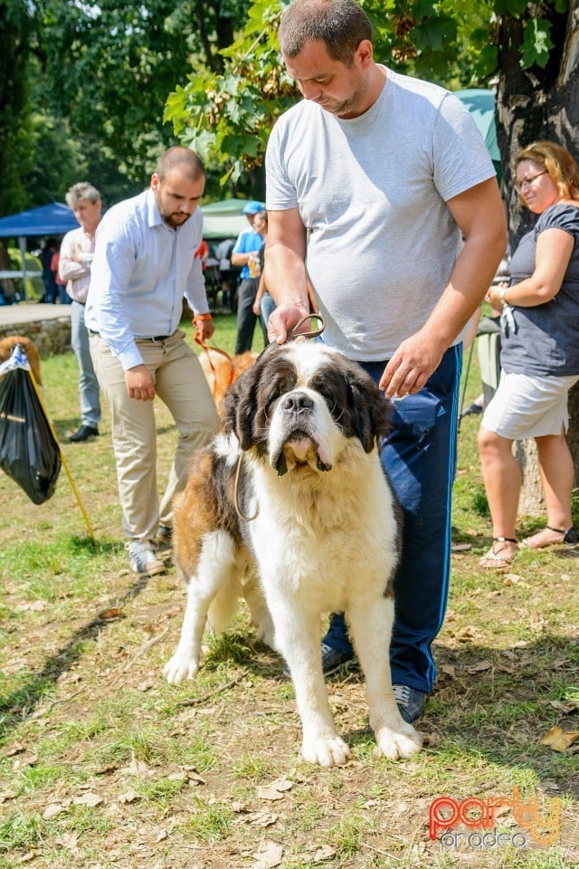 Expoziţie canină, Oradea