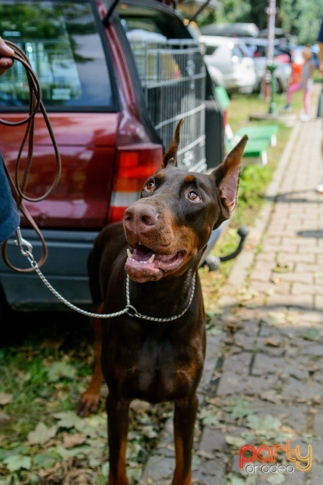 Expoziţie canină, Oradea