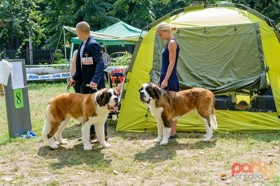 Expoziţie canină, Oradea