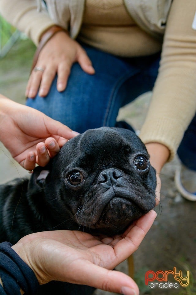 Expoziţie canină, Oradea