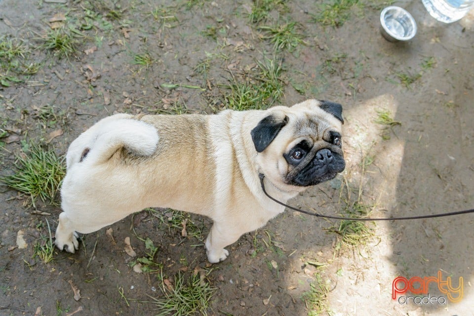 Expoziţie canină, Oradea