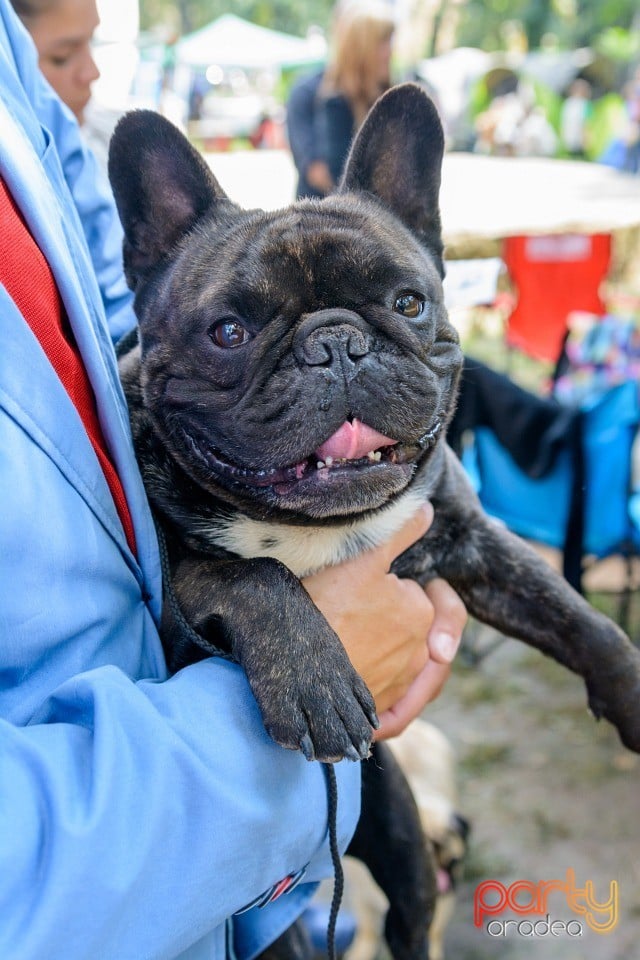 Expoziţie canină, Oradea