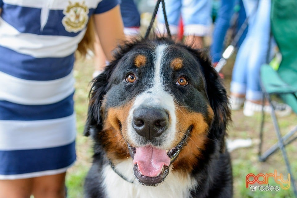 Expoziţie canină, Oradea