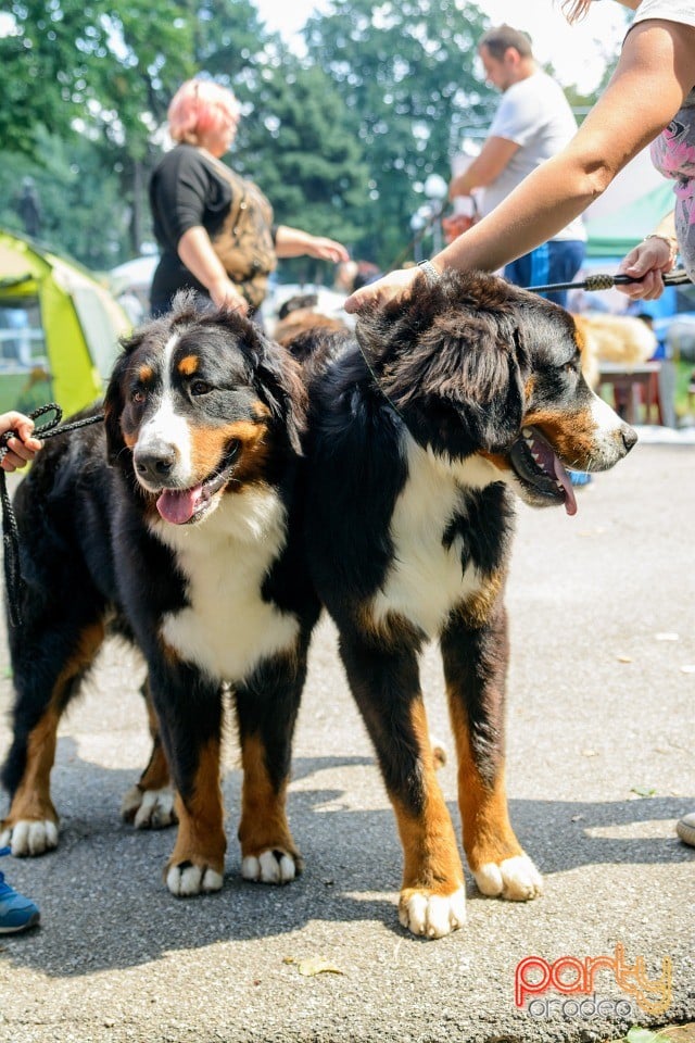 Expoziţie canină, Oradea