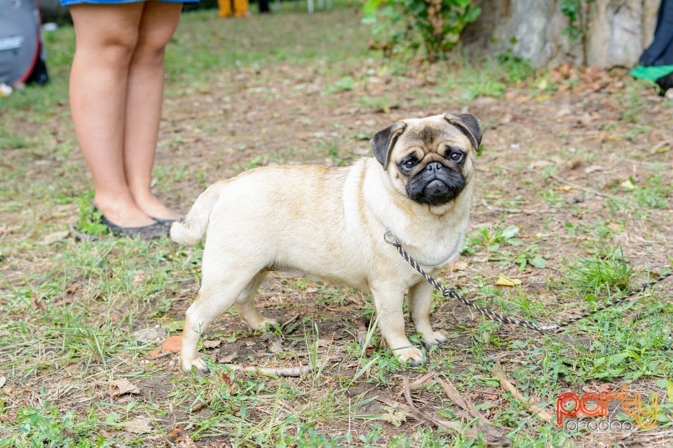 Expoziţie canină, Oradea