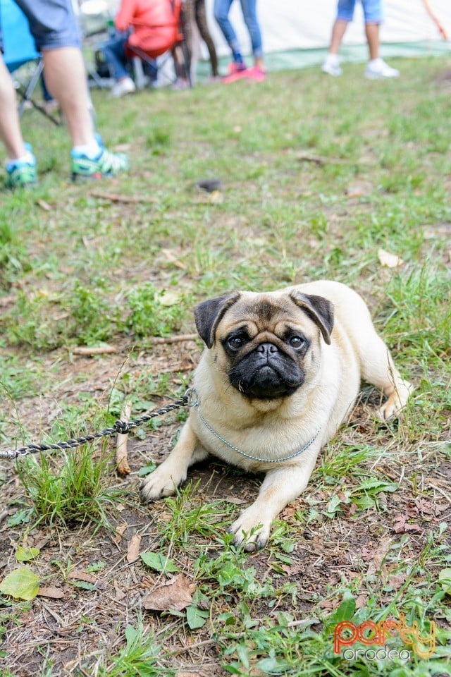 Expoziţie canină, Oradea