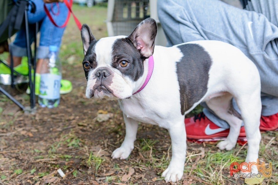 Expoziţie canină, Oradea