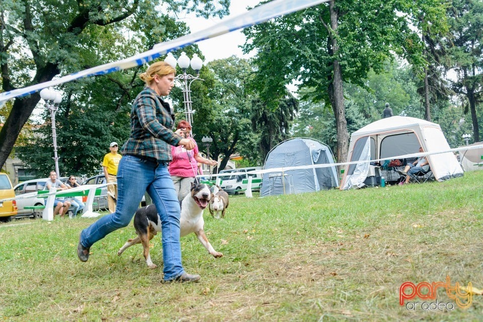 Expoziţie canină, Oradea