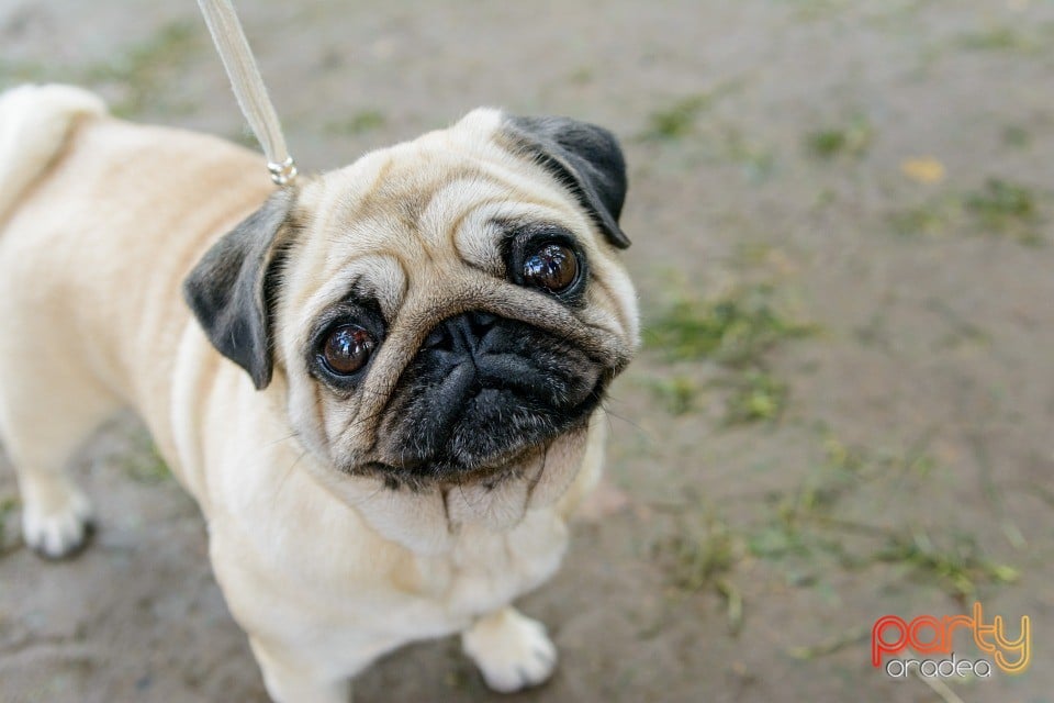 Expoziţie canină, Oradea