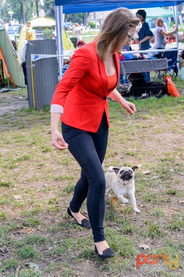 Expoziţie canină, Oradea