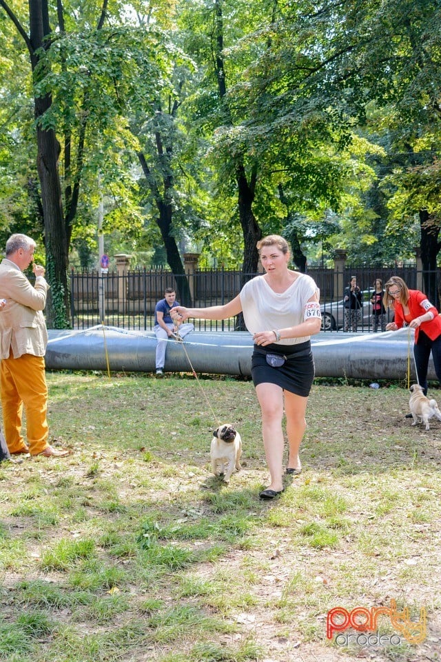 Expoziţie canină, Oradea