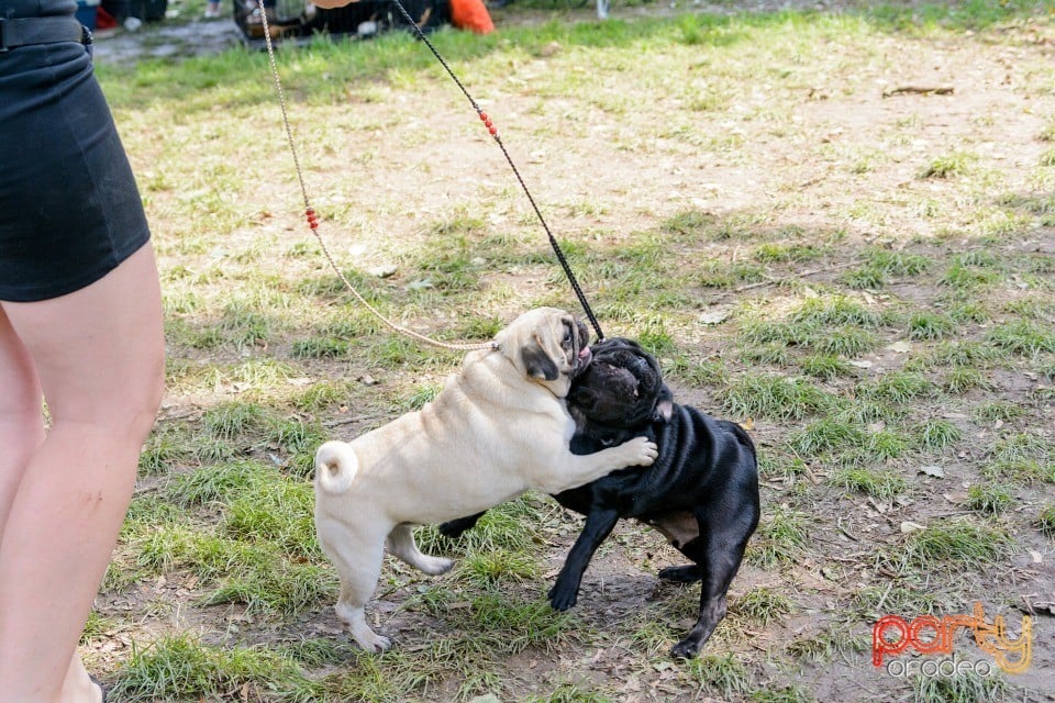 Expoziţie canină, Oradea