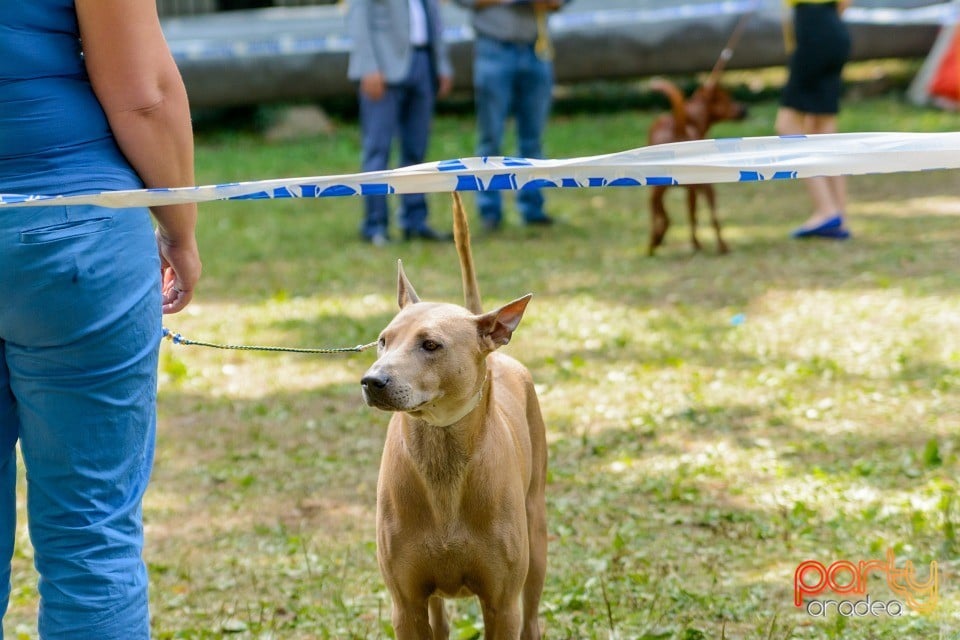 Expoziţie canină, Oradea