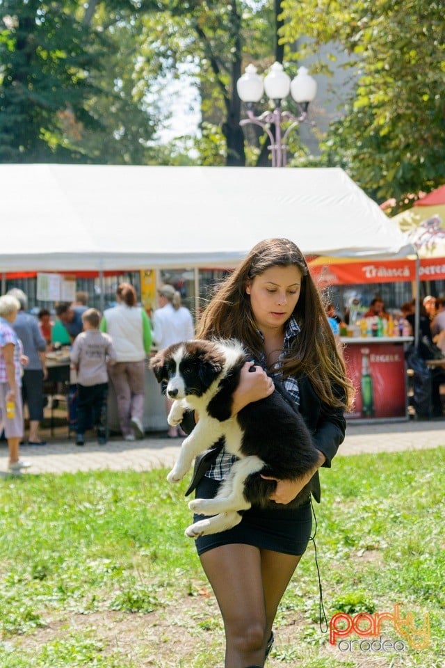 Expoziţie canină, Oradea