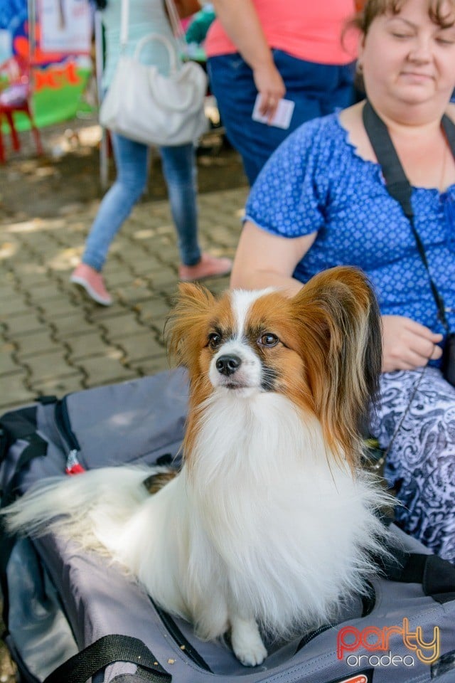 Expoziţie canină, Oradea