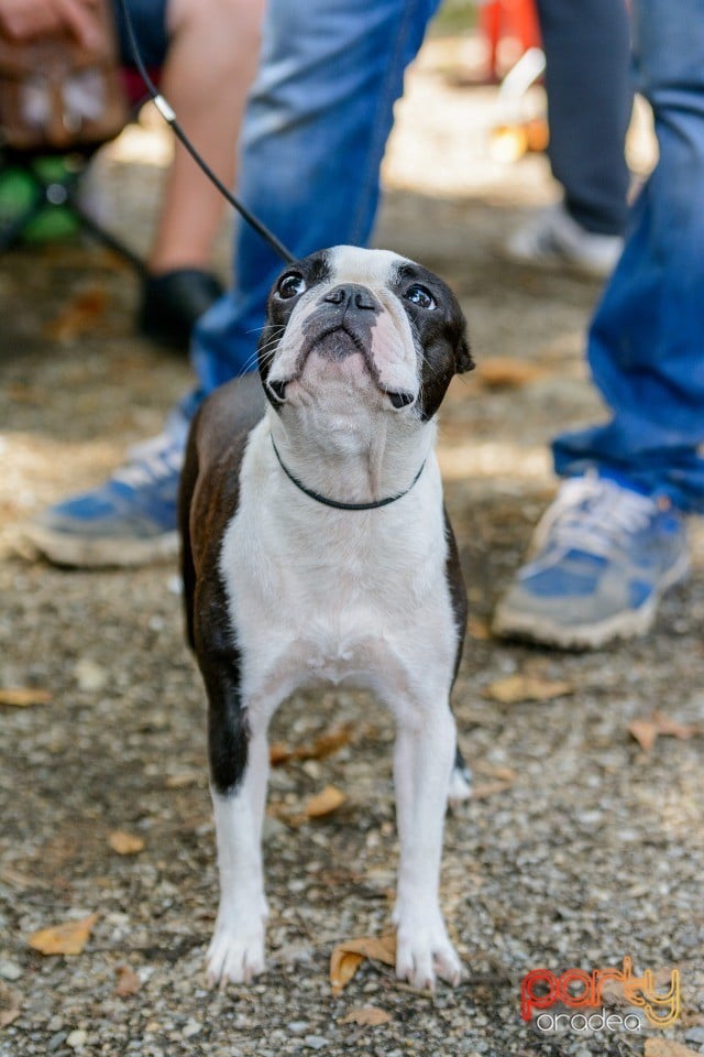 Expoziţie canină, Oradea